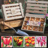 Tulip Bicolour Wooden Tea Box Collection