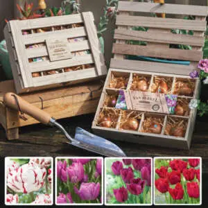 Growing Tulips In Pots: A Complete Guide Tulip Novelty Boxed Coll Colwtbtno - Garden Express Australia
