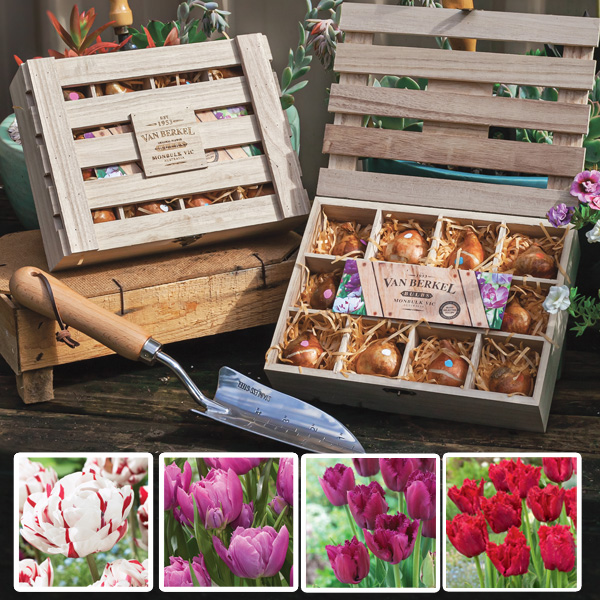 Tulip Novelty Wooden Tea Box Collection Garden Express