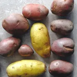 Seed Potato Varieties Webp Net Resizeimage 1 1 1 - Garden Express Australia