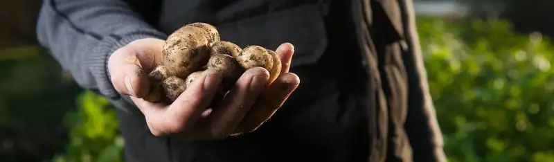 Seed Potato Varieties Webp Net Resizeimage 1 - Garden Express Australia