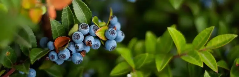 Blueberry Growing Guide Webp Net Resizeimage 33 - Garden Express Australia