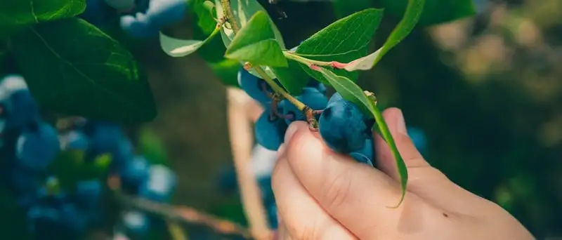 Blueberry Growing Guide Webp Net Resizeimage 34 - Garden Express Australia