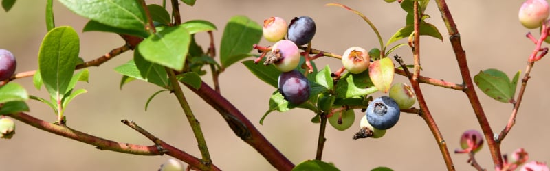 Blueberry Growing 