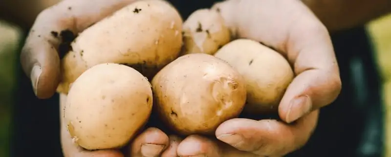 Potato Growing Guide Webp Net Resizeimage 37 - Garden Express Australia