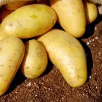 Webp Net Resizeimage 38 - Garden Express Australia