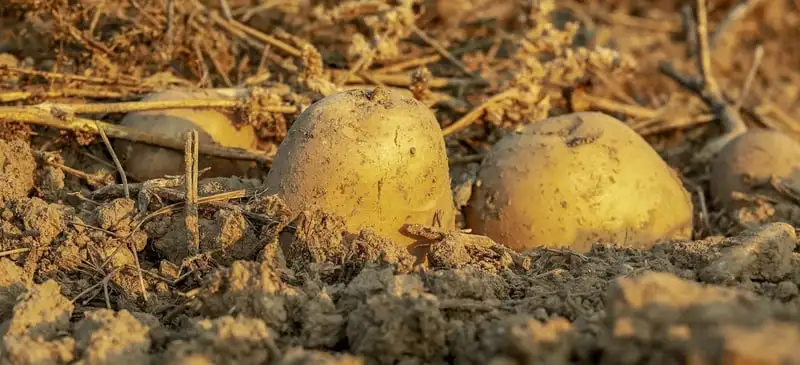 Potato Growing Guide Webp Net Resizeimage 43 - Garden Express Australia