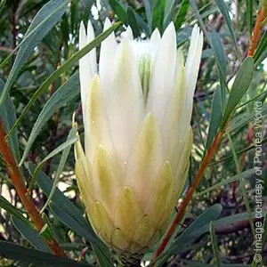 Protea White Repens 75mm Pot Protea White Repens 75mm Pot
