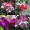Fuchsia Winter Flowering Collection Version 2