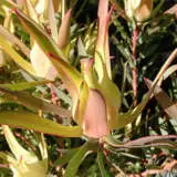 Yellow Devil - Garden Express Australia