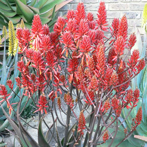 Aloe Ruby Blaze 14 - Garden Express Australia