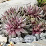 Sempervivum Berry Blues Plasembbl - Garden Express Australia