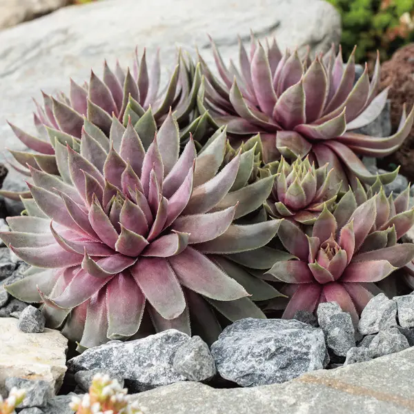 Sempervivum Berry Blues