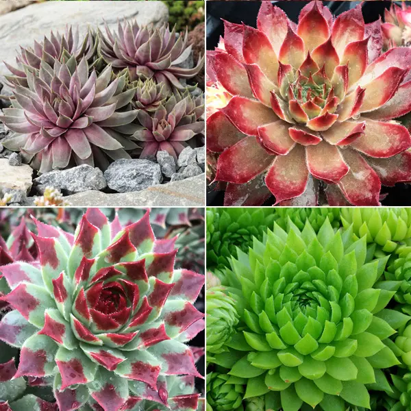 Sensational Sempervivums Collection Sensational Sempervivums Collection