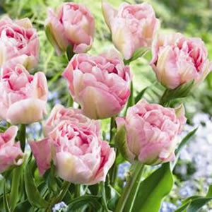 Tulip Angelique Pktulang - Garden Express Australia