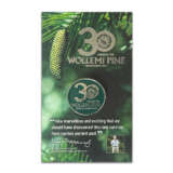 Wollemi Pine Gift Pack 150mm Pot Plus Bonus