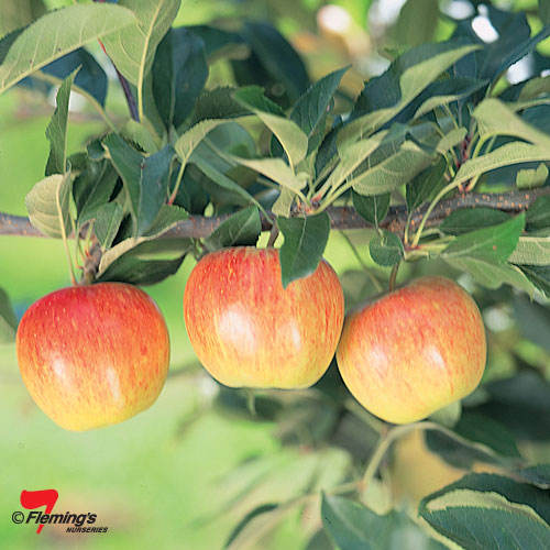 APPLE GALA Garden Express Australia Largest Online Nursery