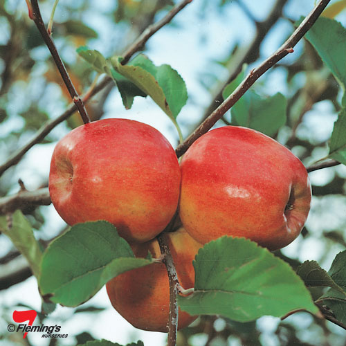 APPLE PINK LADY CRIPPS PINK Garden Express