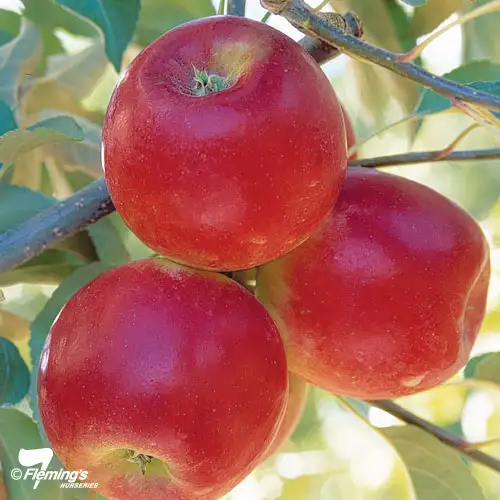 Growing Apple Trees Apple Pixie Crunch - Garden Express Australia