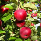 Ballerina Apple Flamenco Trebapfla - Garden Express Australia