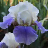 Bearded Iris Liquid Smoke Pkbirlsm - Garden Express Australia
