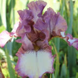 Bearded Iris Silk Rim