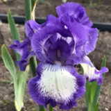 Bearded Iris Stepping Out Pkbirsou - Garden Express Australia
