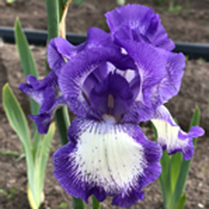 Bearded Iris Stepping Out
