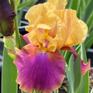 Bearded Iris Syncopation
