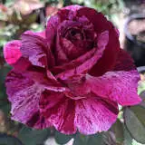 Brindabella Burgundy Tiger Rosbbti - Garden Express Australia