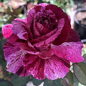 Brindabella Rose Burgundy Tiger