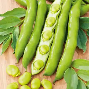 Seed – Broad Bean Early Long Pod