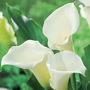 Dahlias: Shade Or Full Sun? Calla White Socks Pkcalwso 2020 - Garden Express Australia