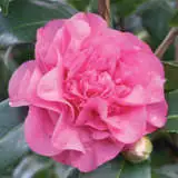 Camellia Debbie Lpocamdeb 2020 - Garden Express Australia