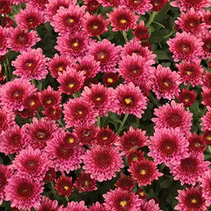 Chrysanthemum Growing Guide Garden Mum Rasta Rose Pplgmurro 2020 - Garden Express Australia