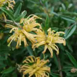 Grevillea Canterbury Gold 15 - Garden Express Australia