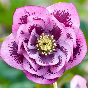 Hellebore Double Pink Blotched Hellebore Double Pink Blotched