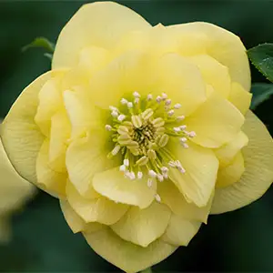 Hellebore Double Primrose Yellow
