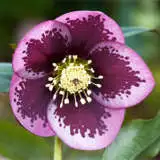 Hellebore Single Pink Spotted Pplhelsps - Garden Express Australia