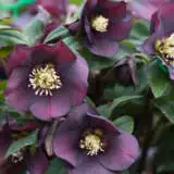 Hellebore Single Plum Purple Pplhelsplp - Garden Express Australia