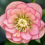 Hellebored Double Apricot Peach Pplheldap 2020 - Garden Express Australia