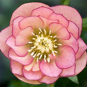 Hellebore Double Apricot Peach Hellebore Double Apricot Peach