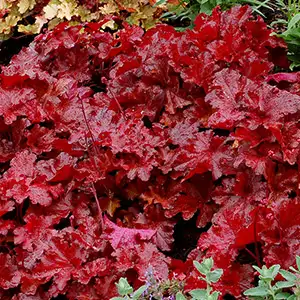 Heuchera Growing Guide Heuchera Forever Red Pplheufre 2020 - Garden Express Australia