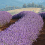 Lavender Bridestowe Collection X 5 Plants
