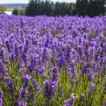 Lavender Growing Guide Lavender Bridestowe Elizabeth Lpolavbel - Garden Express Australia