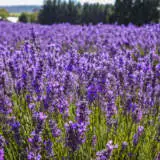 Lavender Bridestowe Elizabeth Lpolavbel - Garden Express Australia