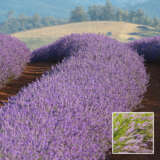 Lavender Bridestowe Myra (pbr)