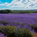 Lavender Growing Guide Lavender Bridestowe Myra Lpolavbmy - Garden Express Australia