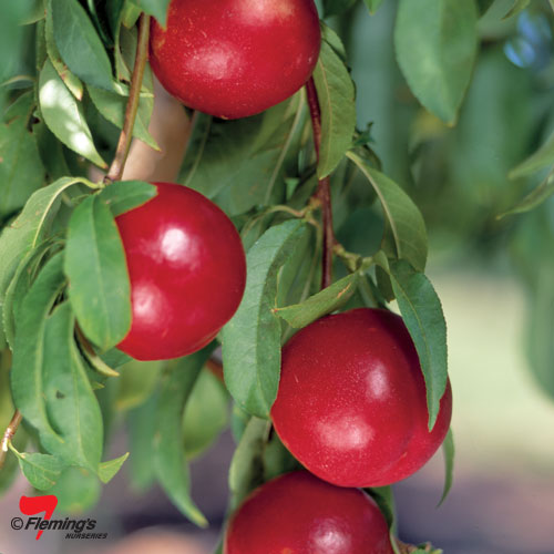 NECTARINE ARCTIC ROSE Garden Express Online Nursery
