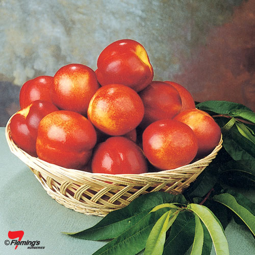 NECTARINE MAY GRAND Garden Express Online Nursery